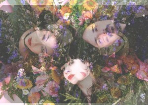 The Stargazer Lilies